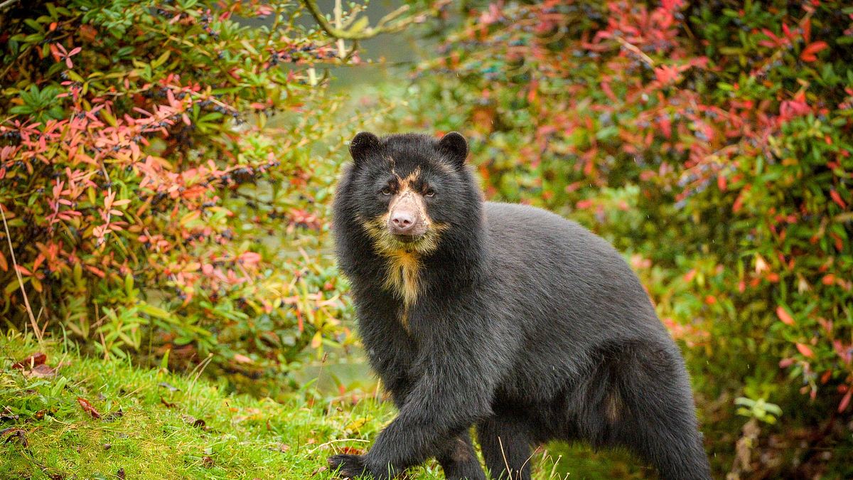 zoo und so - tierisch wild!