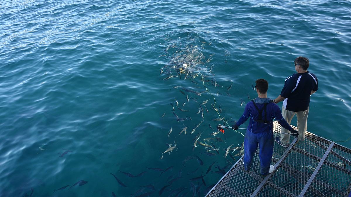 sharks of neptune - weiße haie vor südaustralien