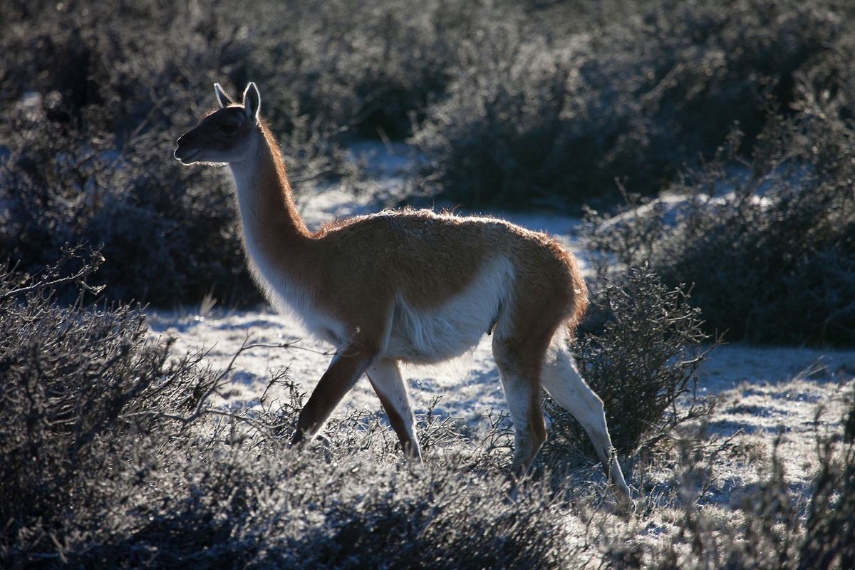 wildes chile