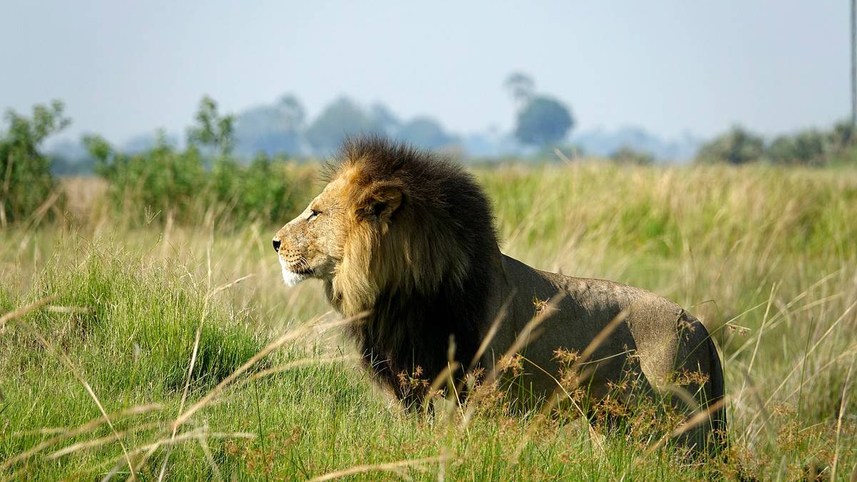 savage kingdom