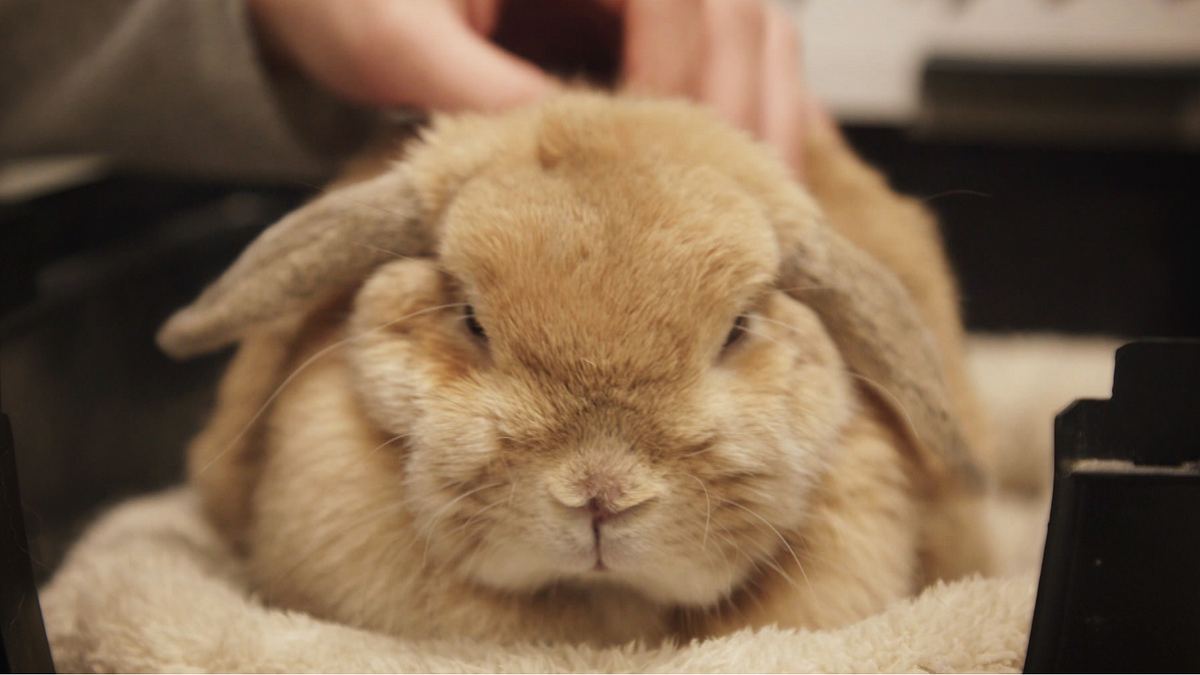 die tierärzte von houston