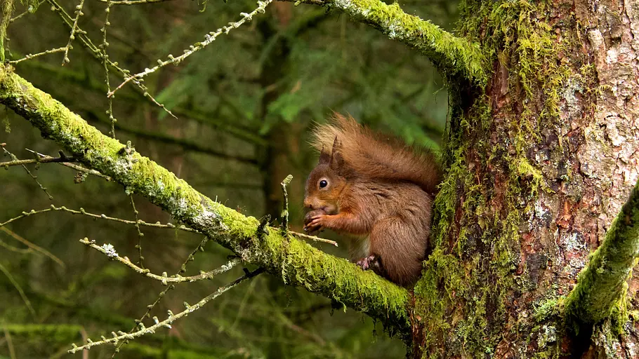 yorkshire: ein jahr in der wildnis