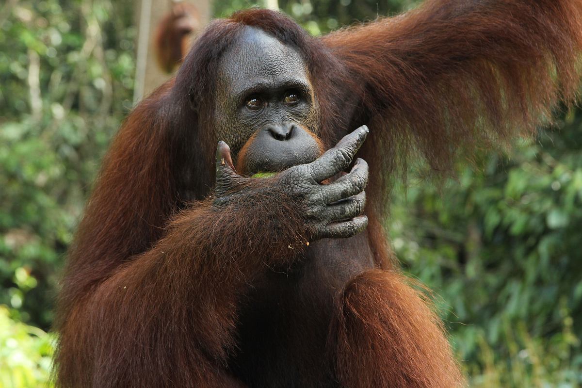 Ein Waisenhaus für Orang-Utans ein waisenhaus für orang-utans
