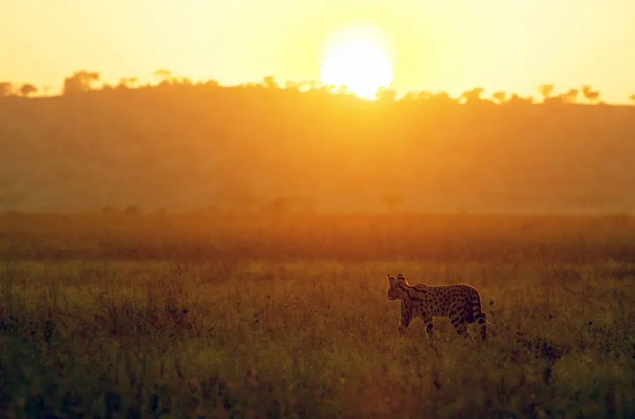 Serengeti - Wilde Geschichten aus der Savanne serengeti - wilde geschichten aus der savanne