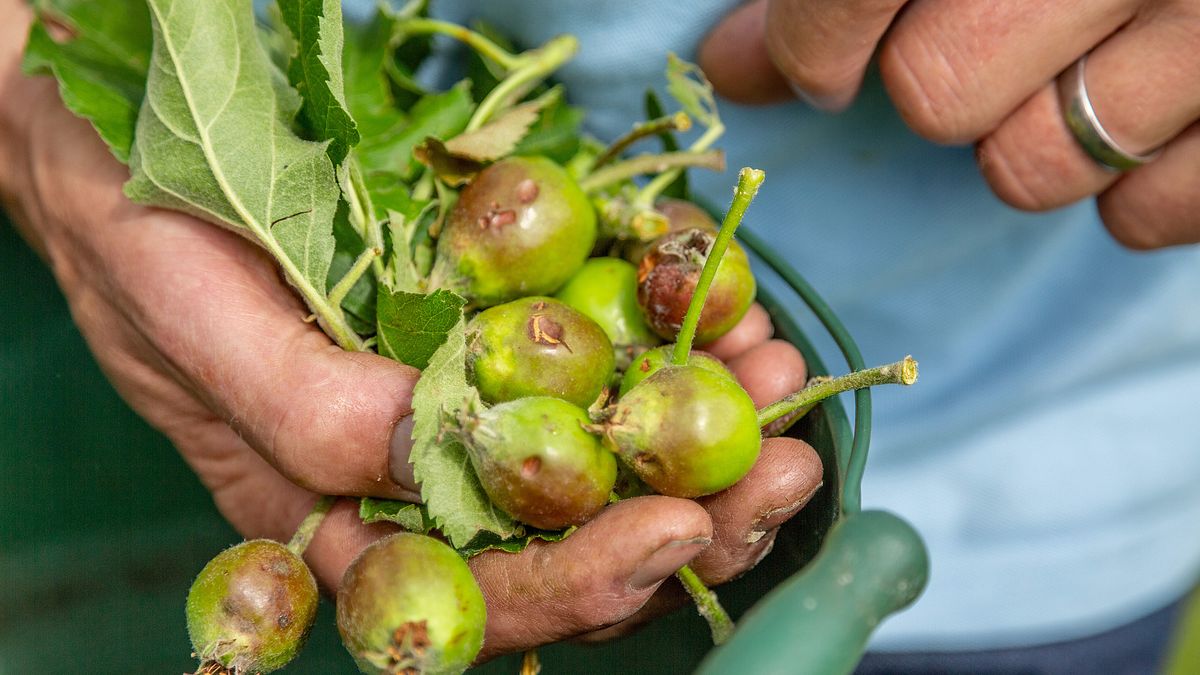 rasch durch den garten