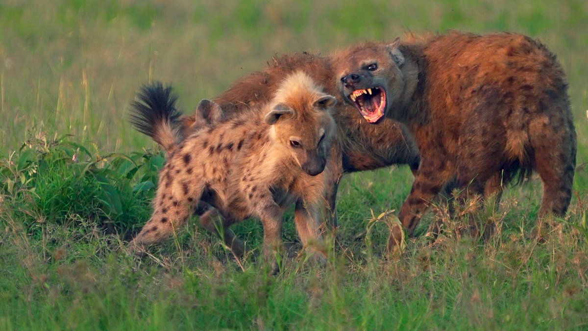 kenia, heldinnen der savanne