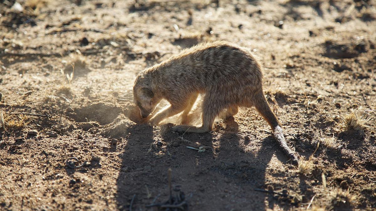 die superkräfte der tiere