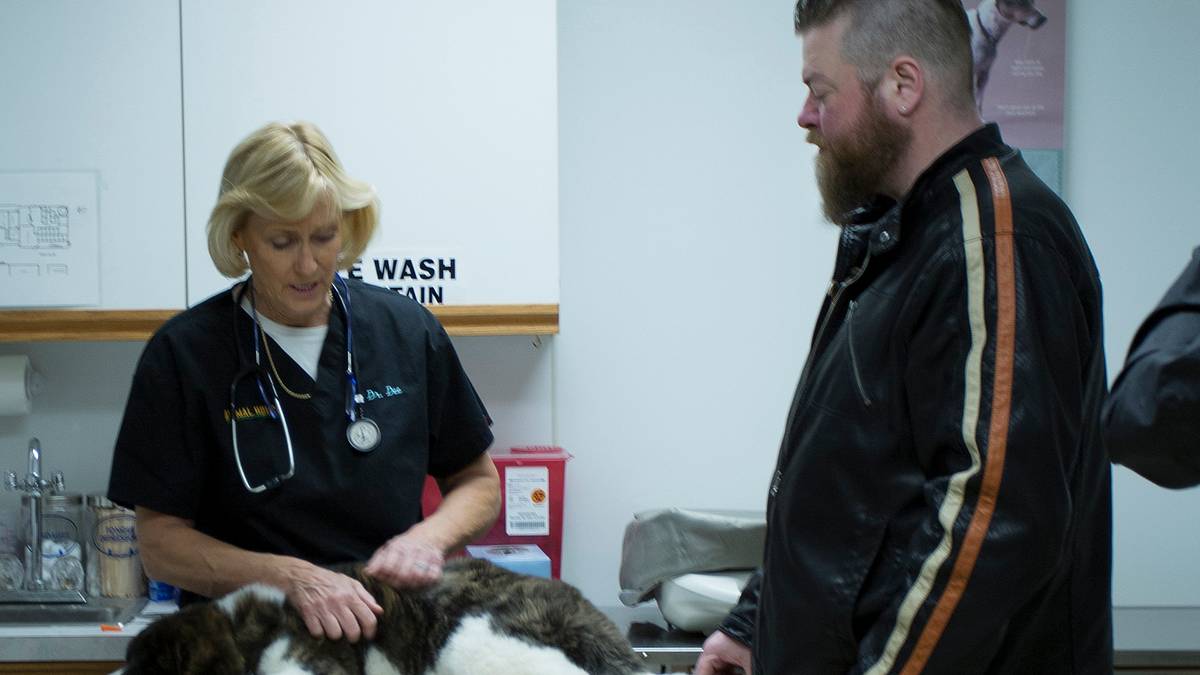 dr. dee: tierärztin in alaska