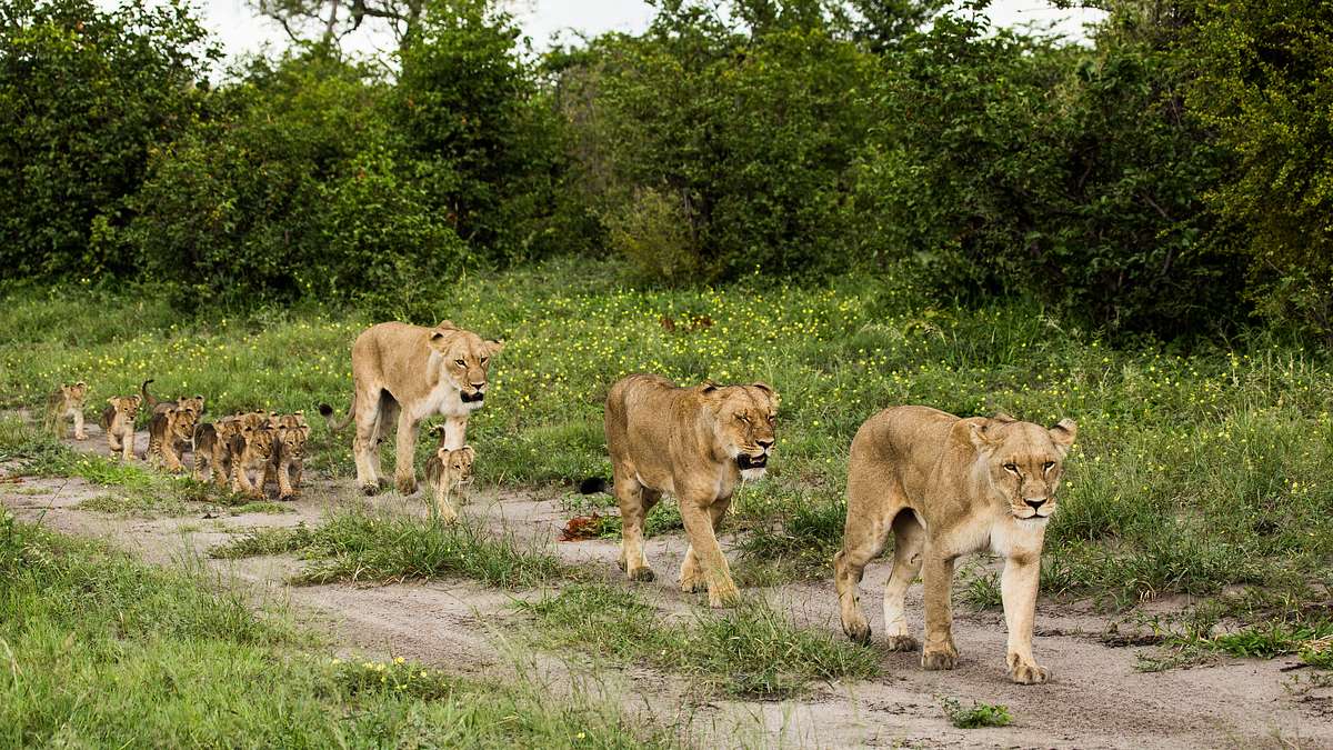 savage kingdom