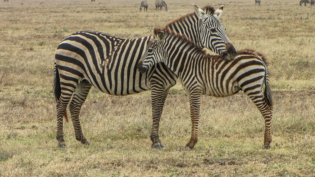 wildes afrika