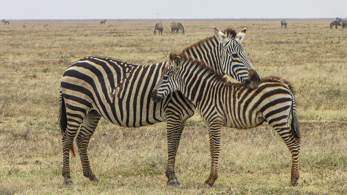 wildes afrika