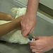 Hautnah: Die Tierklinik Thumbnail