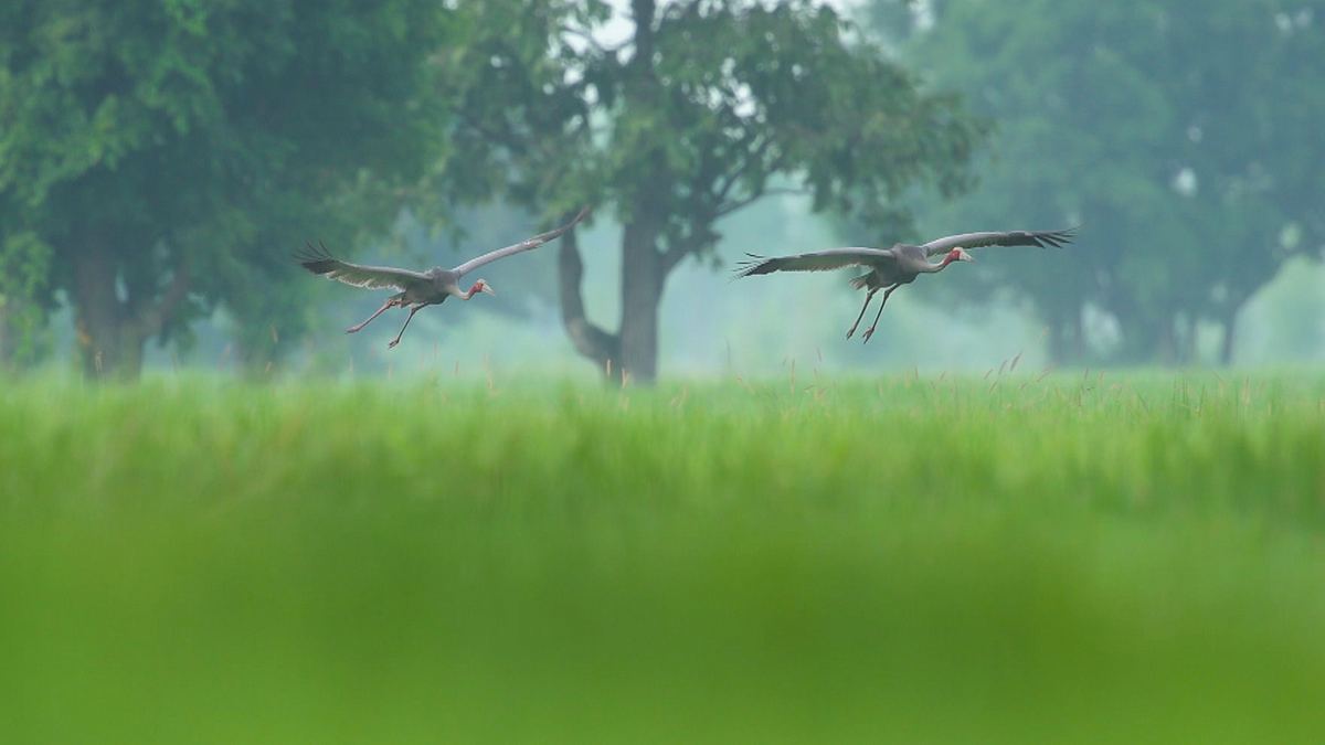 thailands faszinierende wildnis