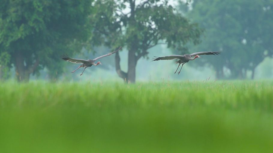 thailands faszinierende wildnis