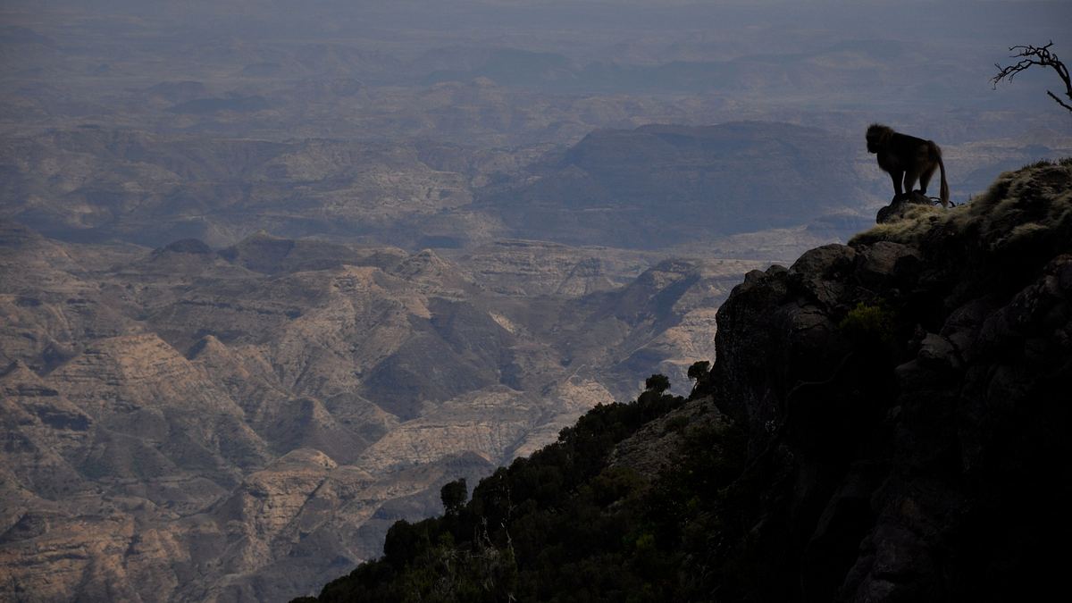 afrikas wilde wunderwelt