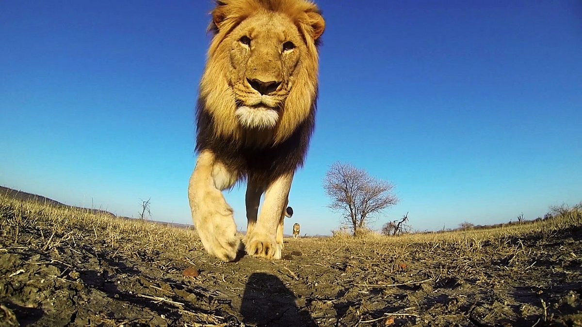 klick! tierische selfies