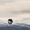 Rückeroberung der Rocky Mountains Thumbnail