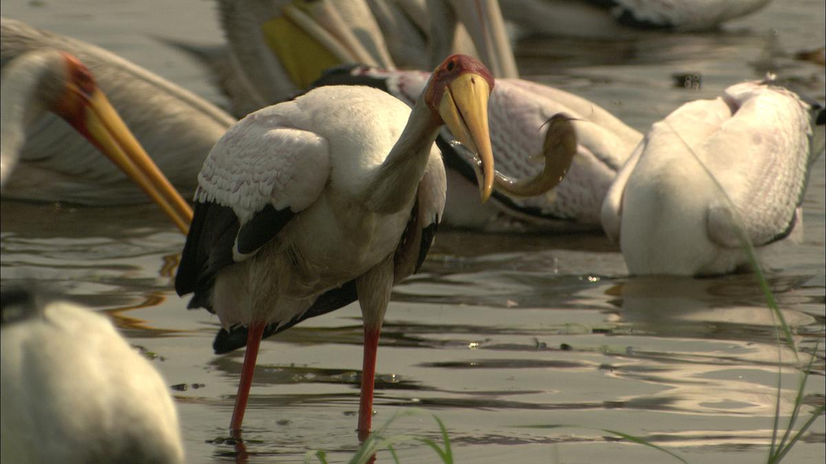 flut in der kalahari
