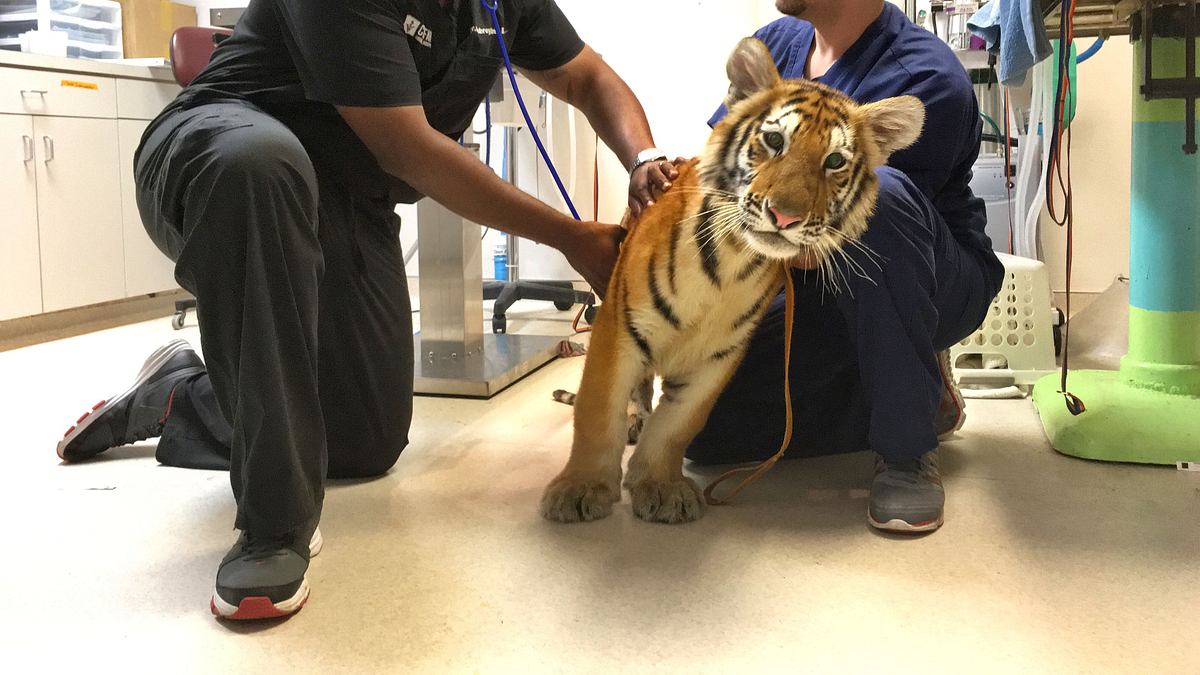 die tierärzte von houston