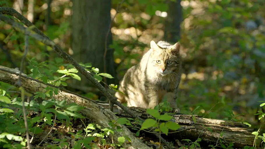 3satThementag: Österreich wild & schön / Universum 3satthementag: österreich wild & schön / universum