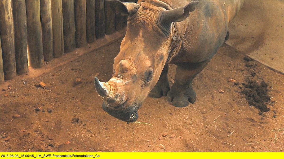 das waisenhaus für wilde tiere - abenteuer afrika