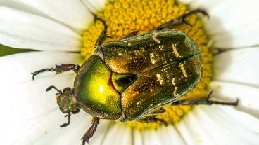 Fabelhafte Insekten