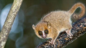 Unbekanntes Madagaskar