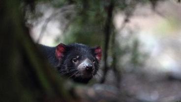 Australiens wilde Wälder