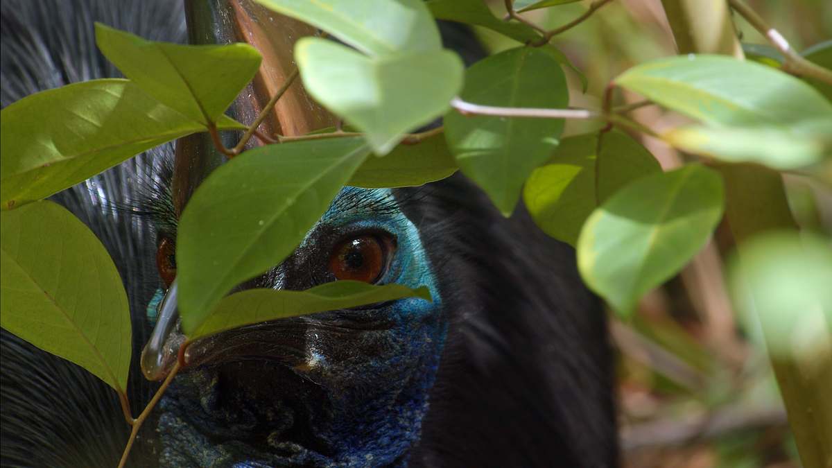 australiens uralte wildnis
