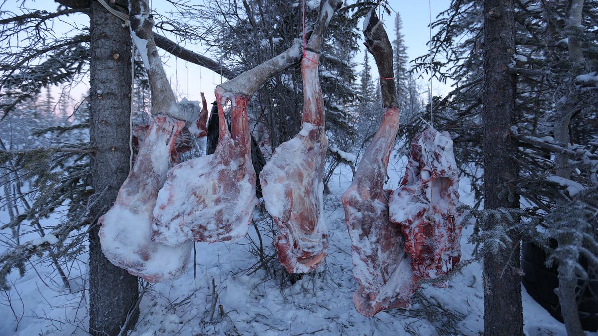 nordalaska - überleben am polarkreis