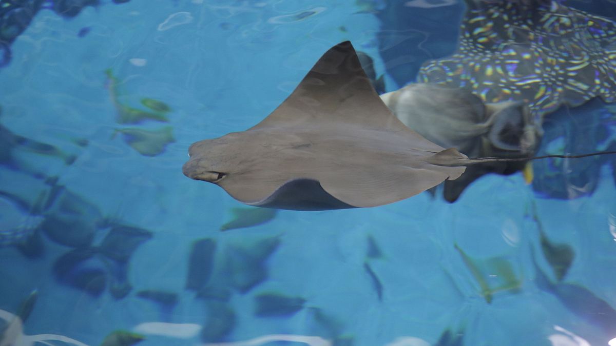 das atlanta-aquarium