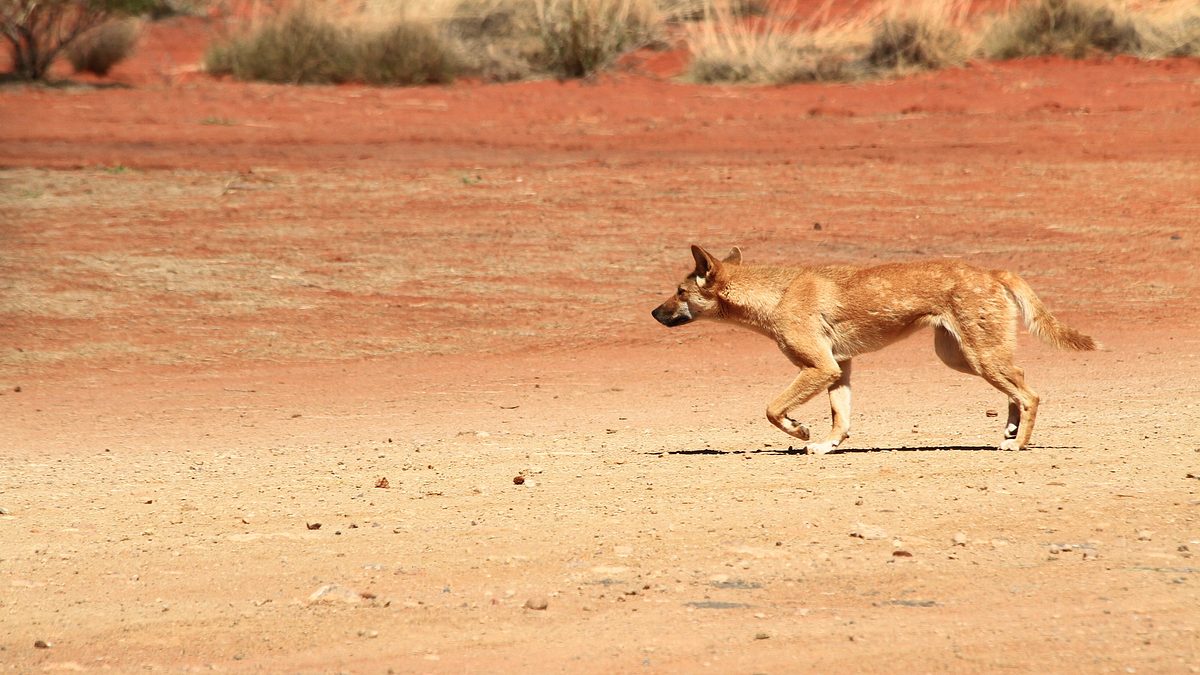 der dingo - ein wildhund im fadenkreuz