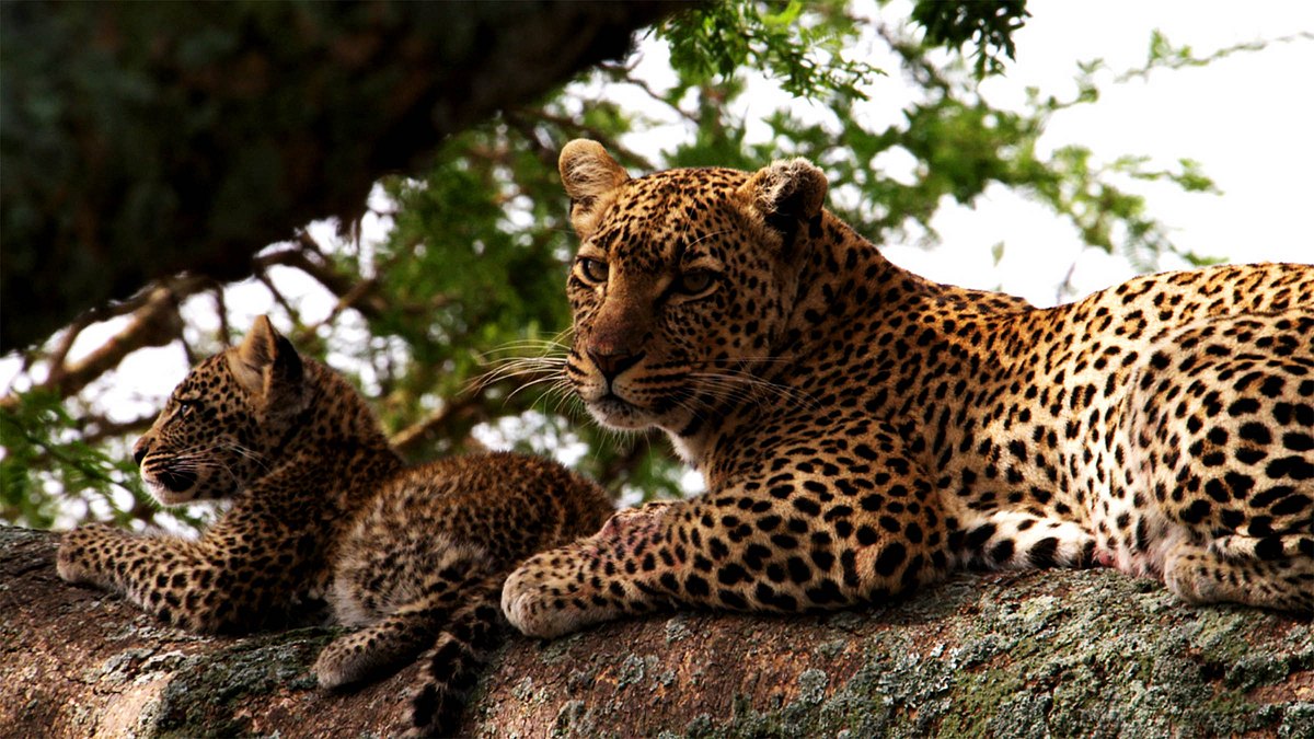 tierbabys in afrika