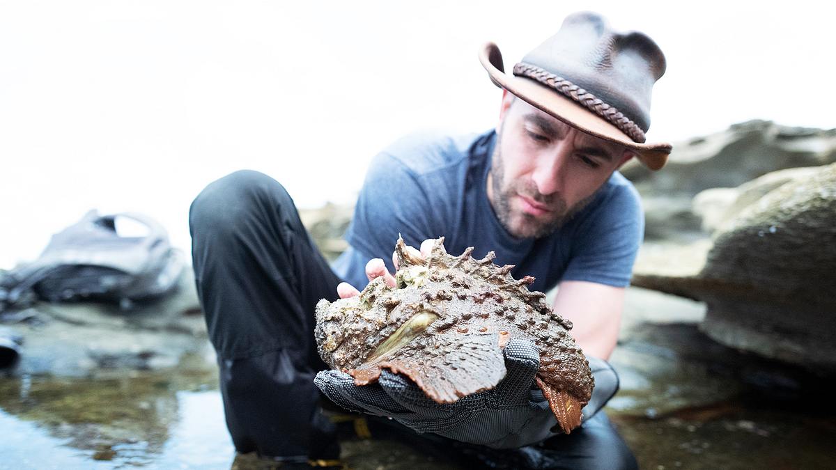 faszinierende tierwelt mit coyote peterson