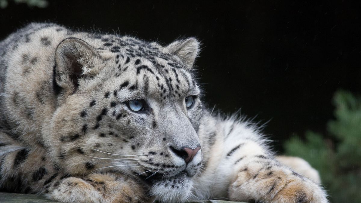 bronx zoo - tierpark der superlative