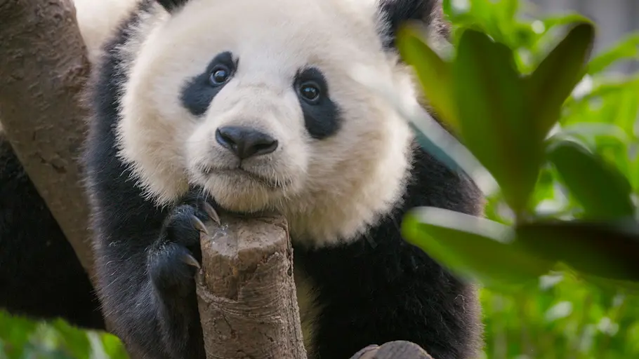 Die Panda-Schule die panda-schule