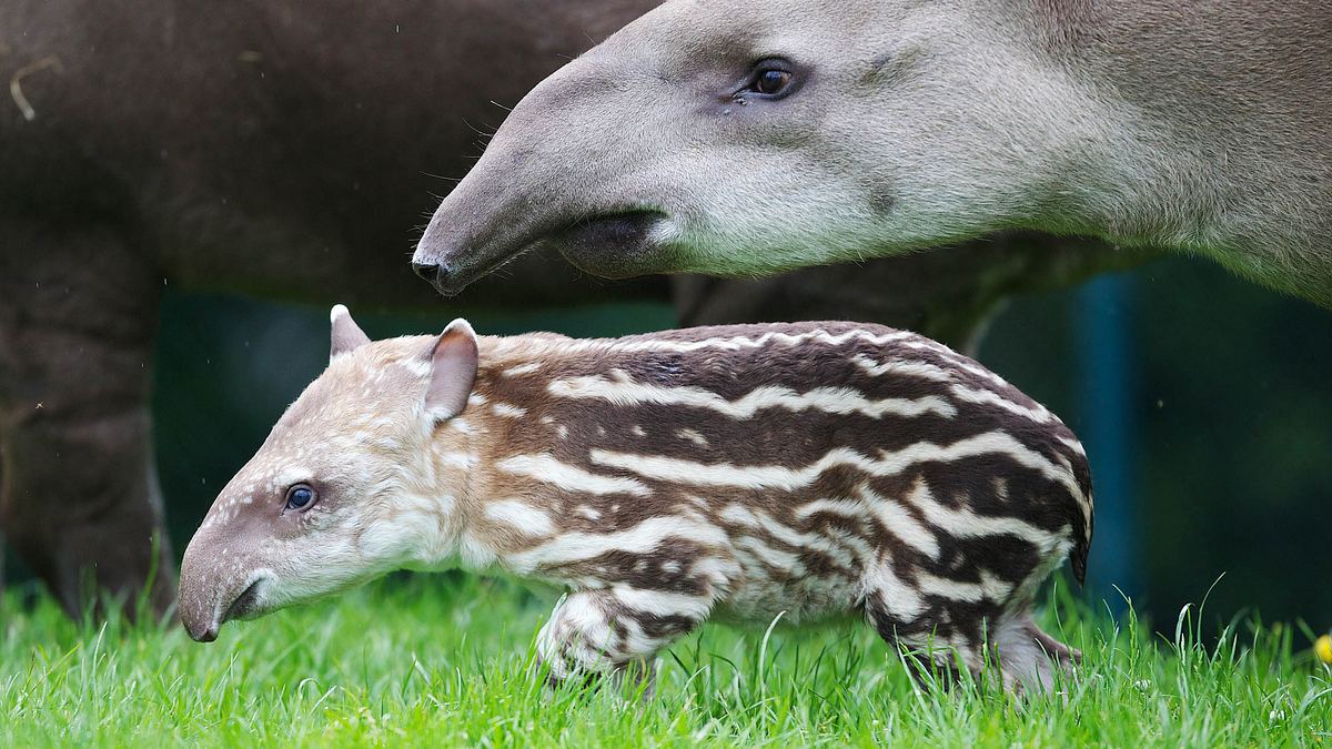 bronx zoo - tierpark der superlative