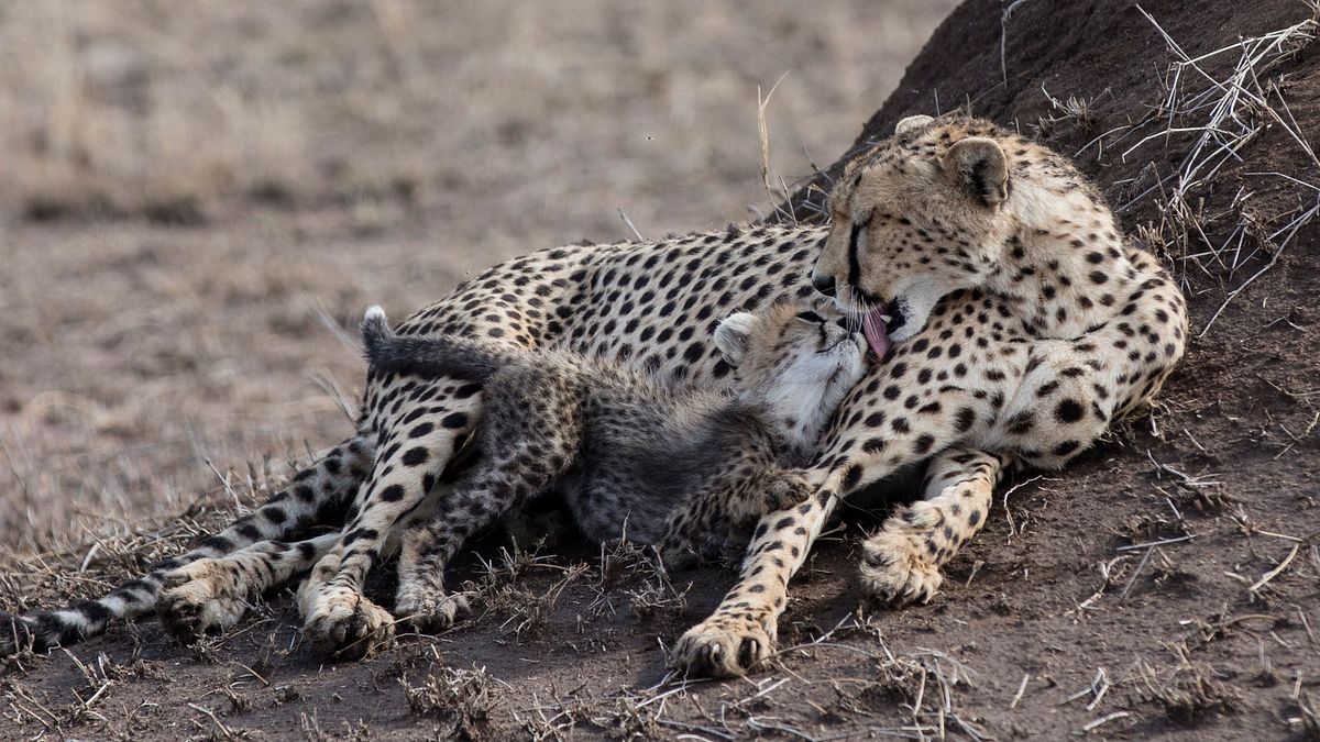 tierbabys in afrika