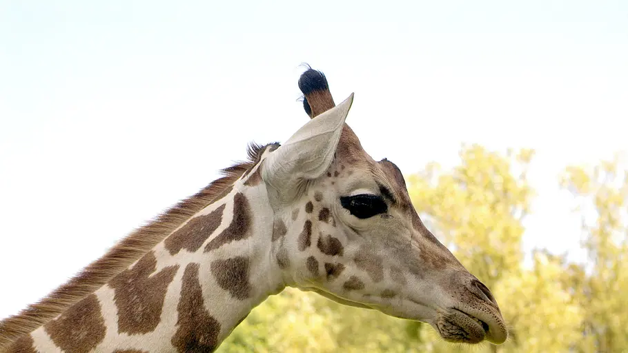 Giraffe, Erdmännchen & Co. giraffe, erdmännchen & co.