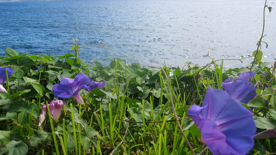 wilde azoren - wunderwelt im atlantik