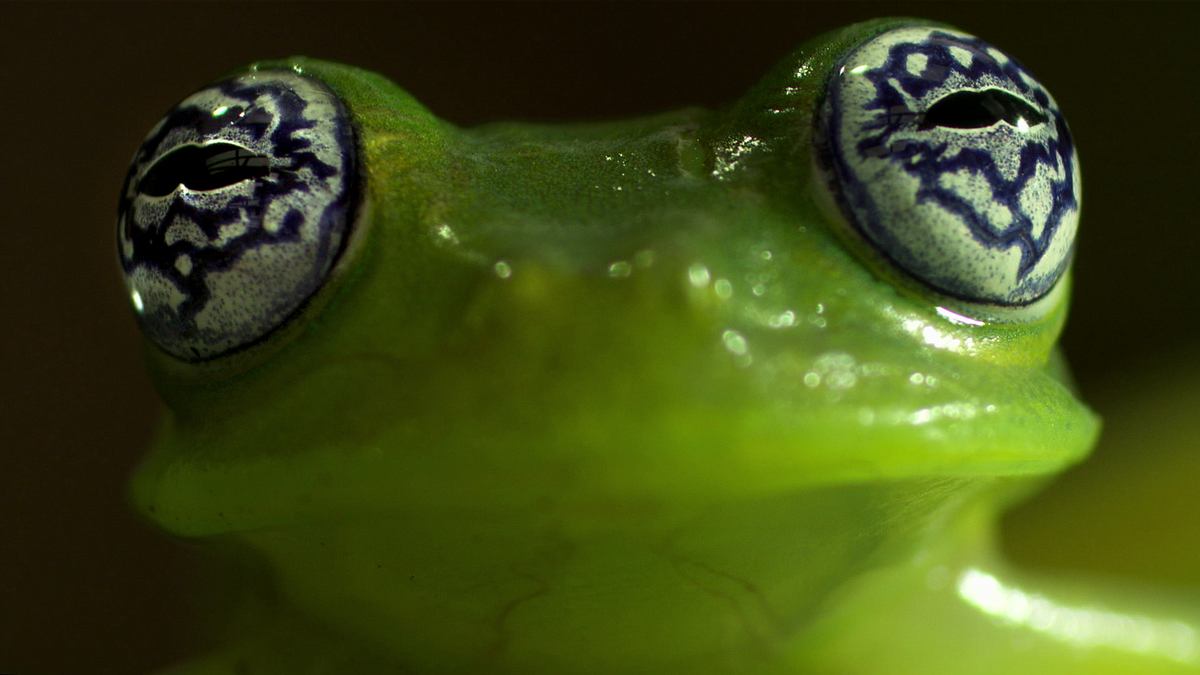 Tierische Freaks tierische freaks