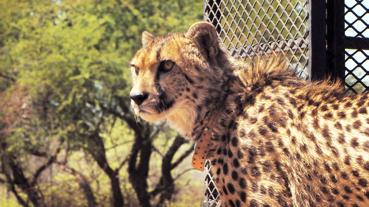 das waisenhaus für wilde tiere - abenteuer afrika