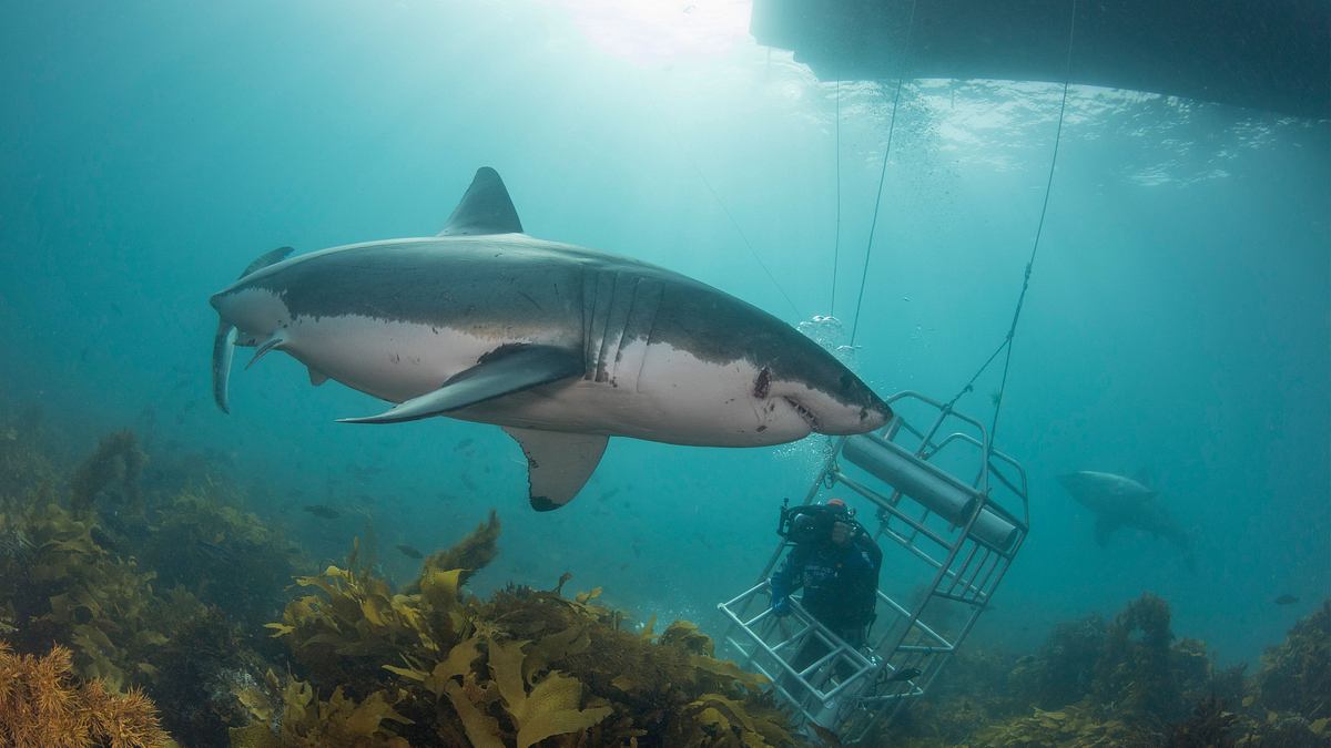 great white phred - der größte weiße hai der welt