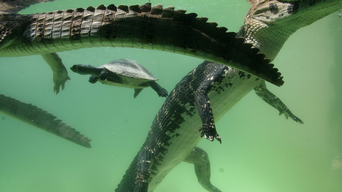 Der Schwarze Kaiman: Die Legende des Amazonas der schwarze kaiman: die legende des amazonas