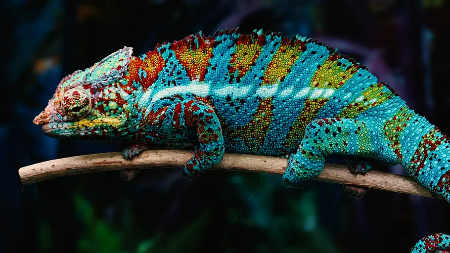 Die seltsamsten Tiere der Welt die seltsamsten tiere der welt