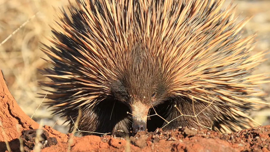 Die seltsamsten Tiere der Welt die seltsamsten tiere der welt