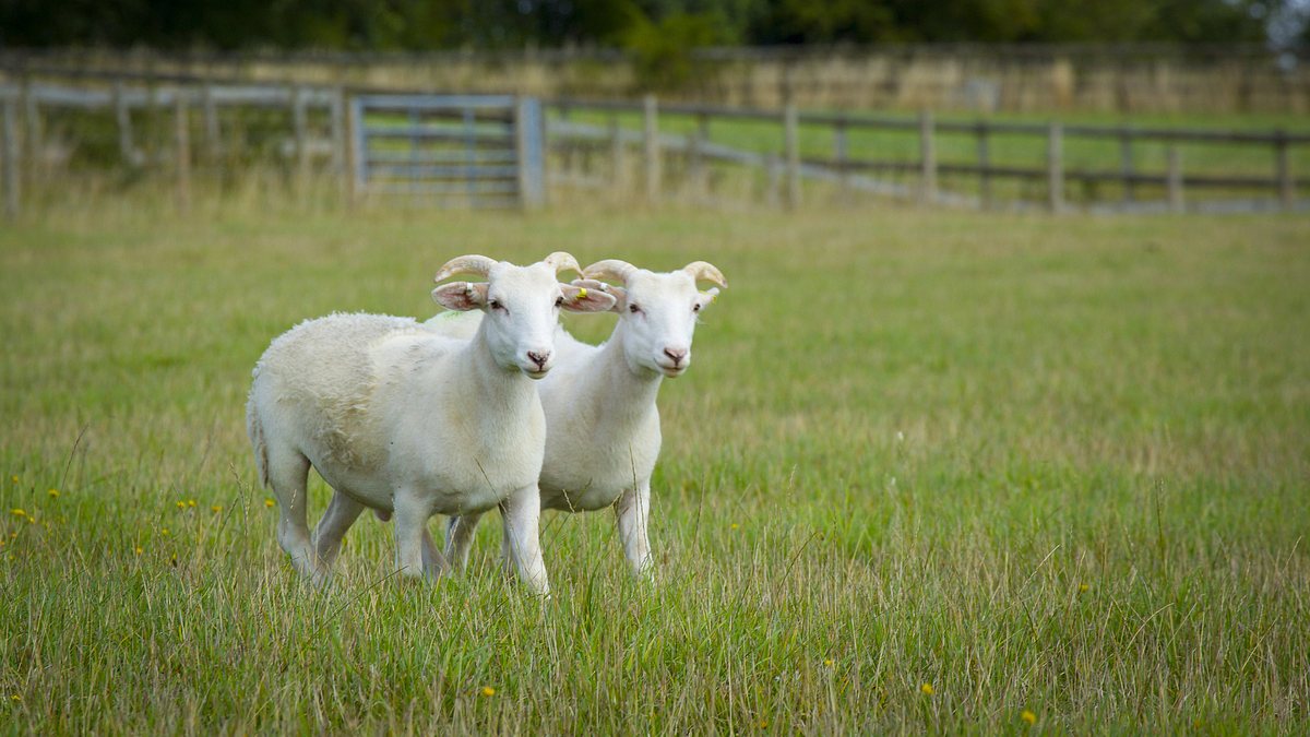 das verborgene leben der bauernhoftiere
