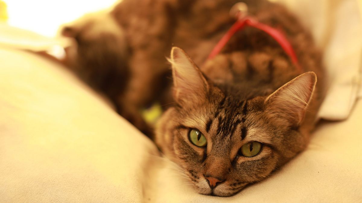 Der Katzenflüsterer der katzenflüsterer