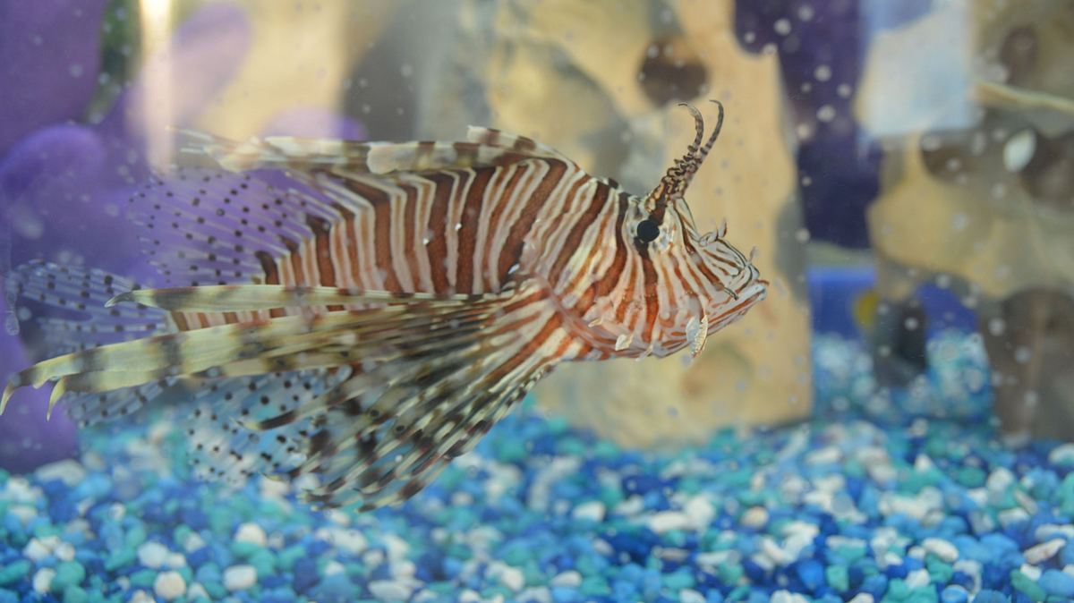 Die Aquarium-Profis die aquarium-profis