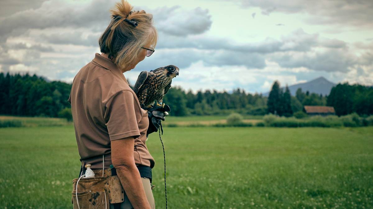die kunst der beizjagd - falknerei in bayern